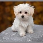 Reputable Puppy Breeder