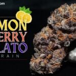 lemon cherry gelato strain