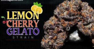 lemon cherry gelato strain