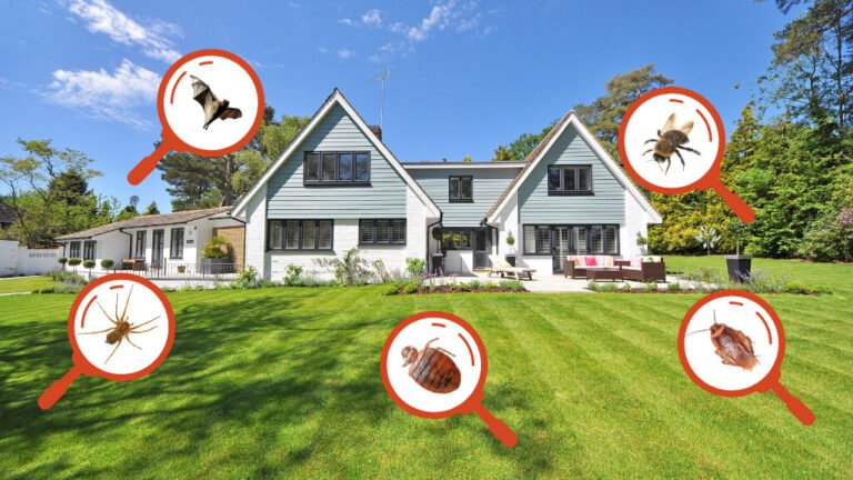 Building a Pest-Free Home: Tips and Strategies for Effective Pest Control